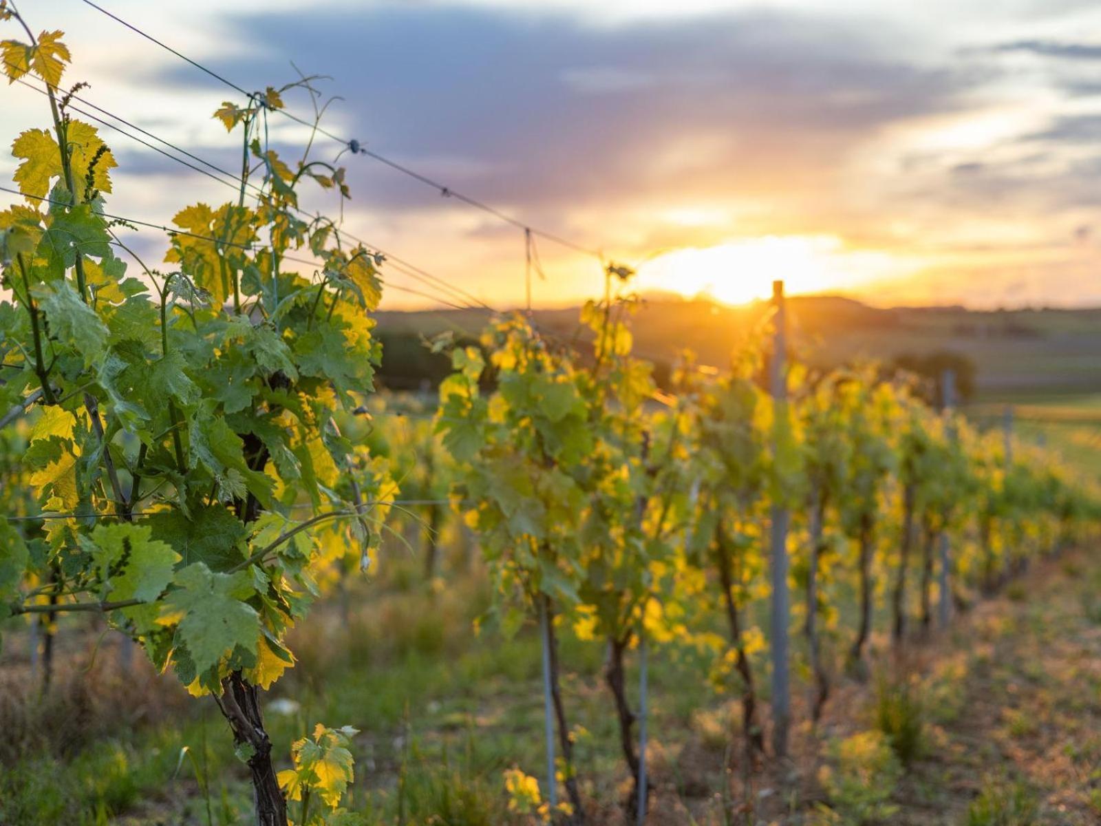 Paradis Des Vignes Birac (Charente) Quarto foto