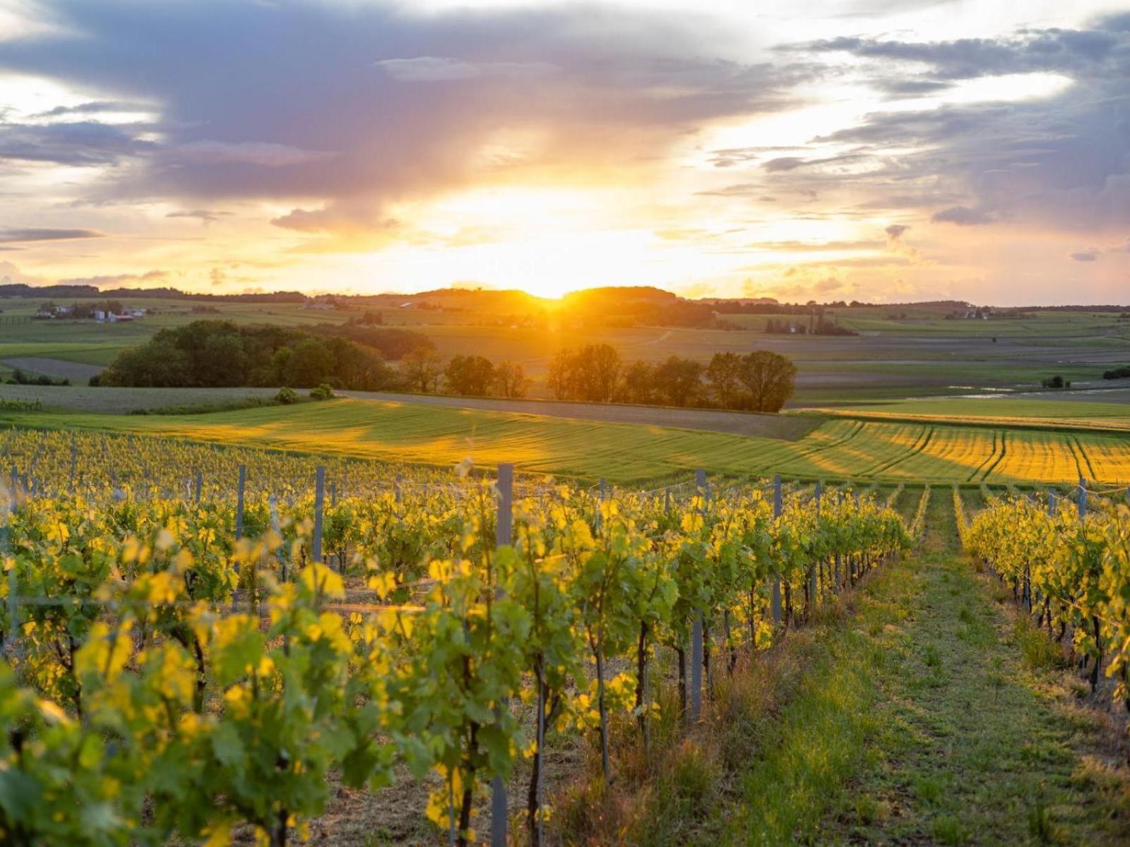 Paradis Des Vignes Birac (Charente) Quarto foto